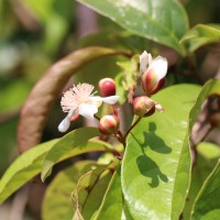 Tetracera akara (Burm.f.) Merr.